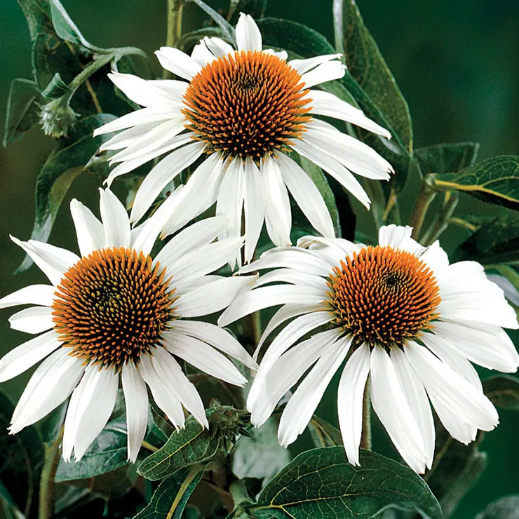 Echinacea