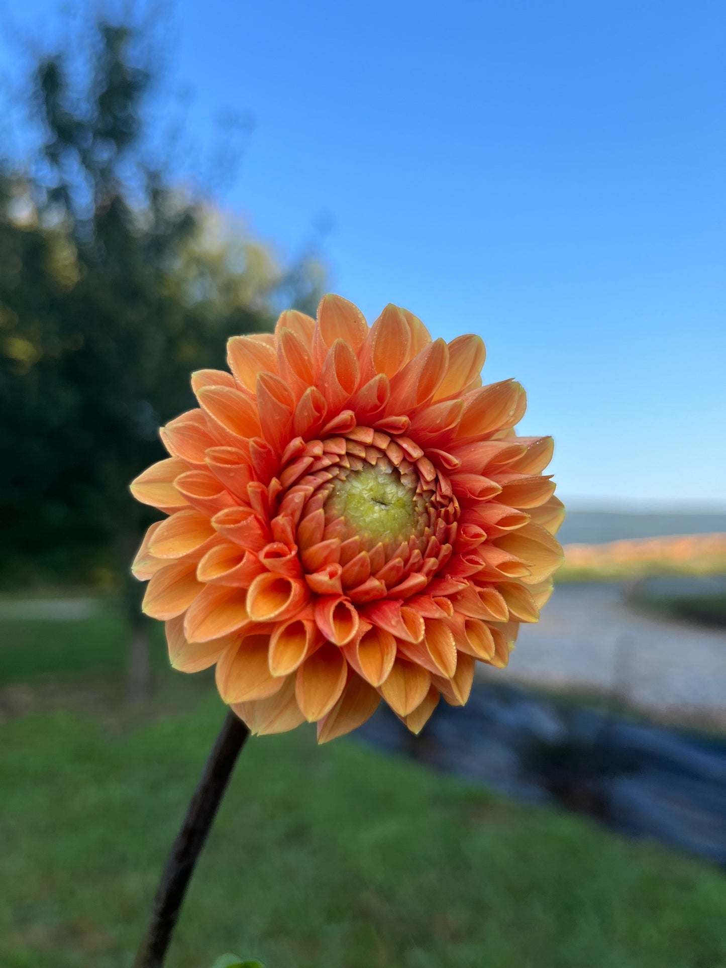 Dahlias - Oranges and Yellows image 1