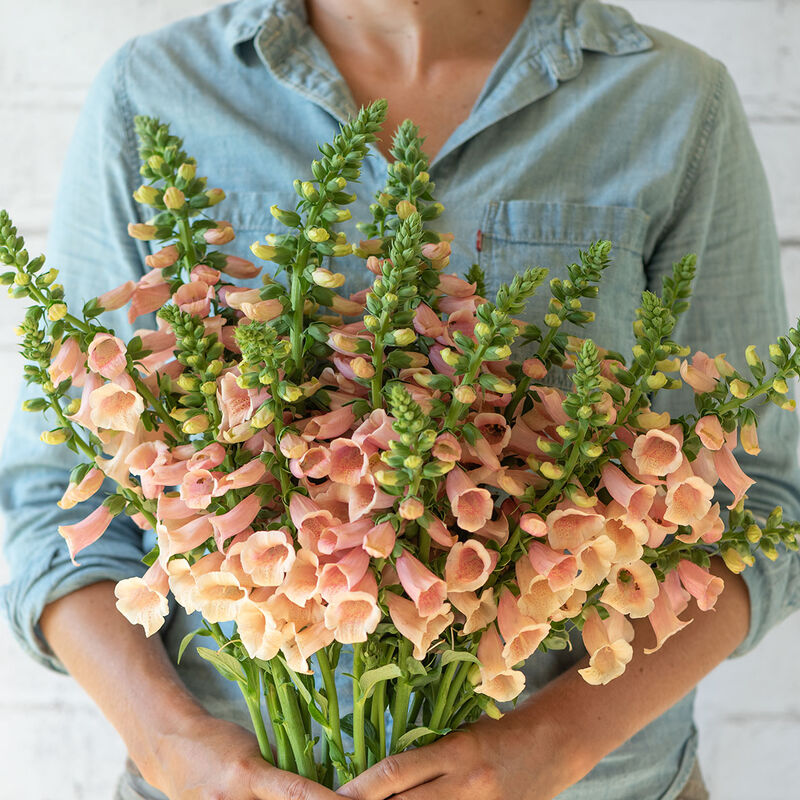 Foxglove