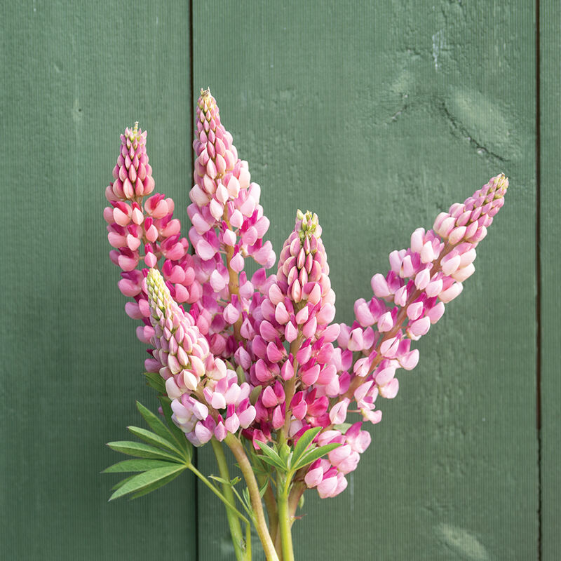 Lupine