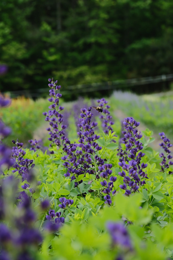 Baptisia