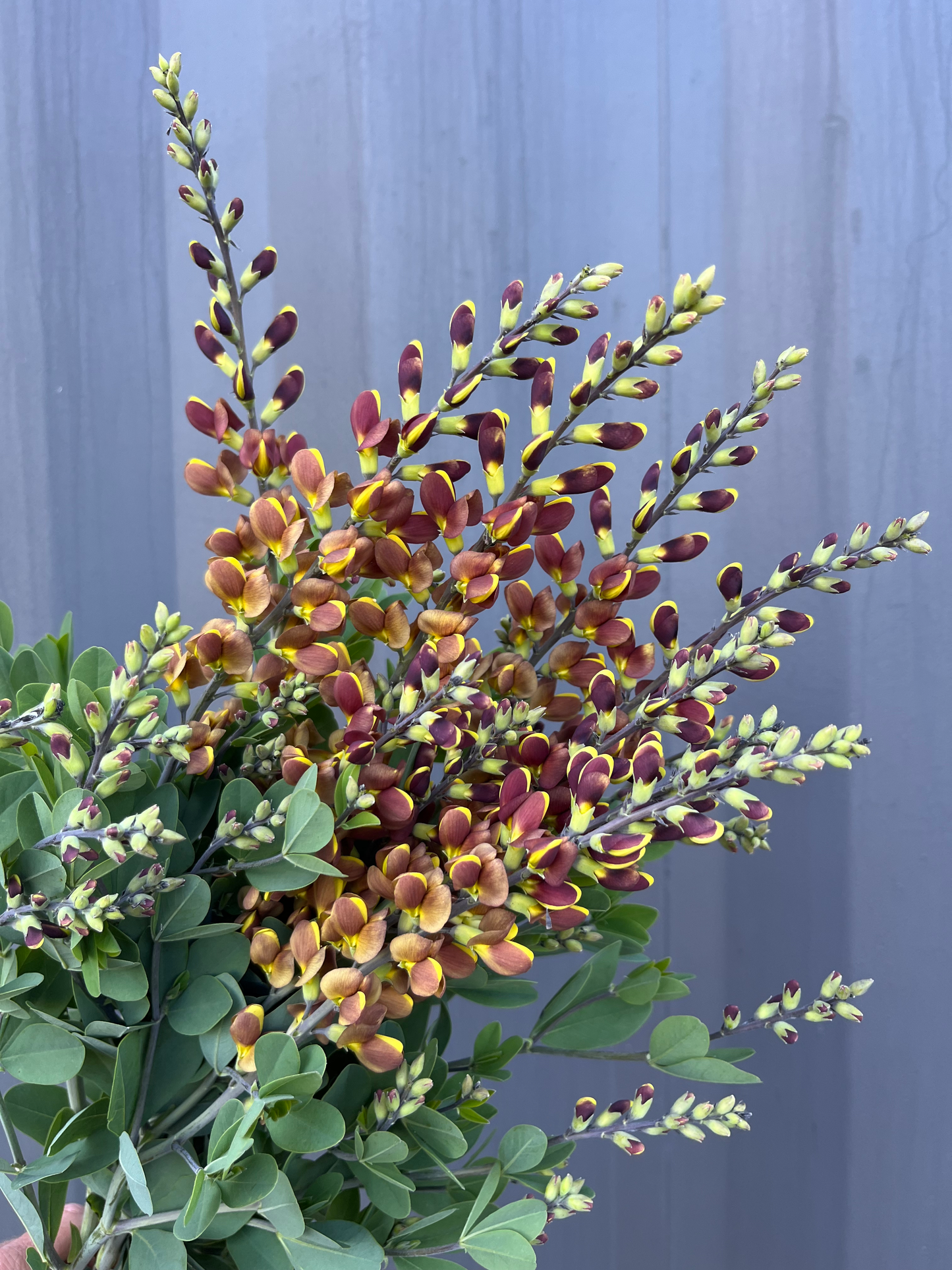 Baptisia image 1