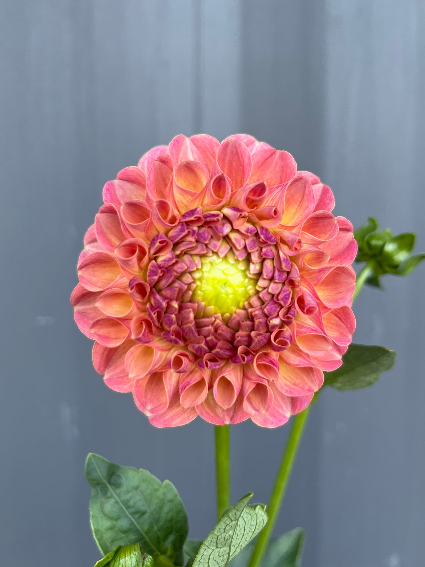 Dahlias - Oranges and Yellows image 5