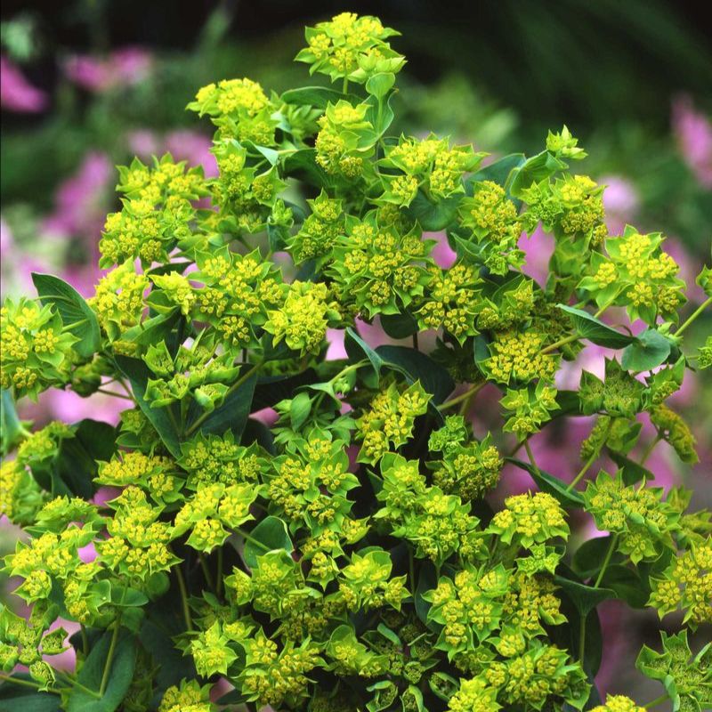 Bupleurum