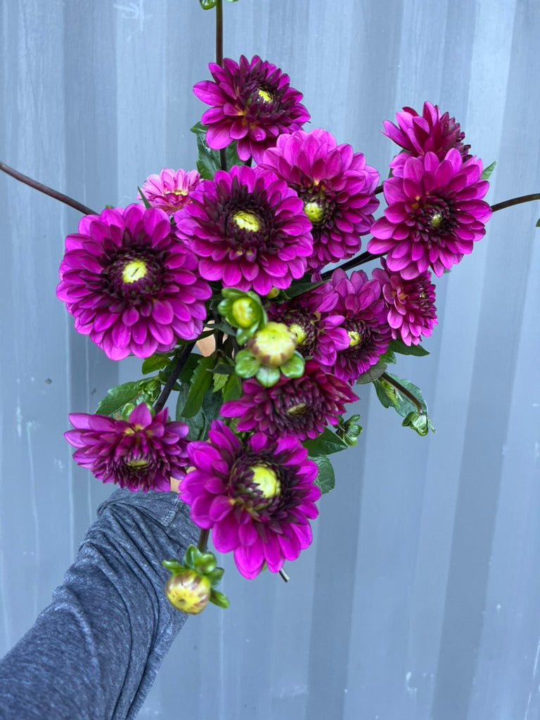 Lilac Bull Dahlia Tuber