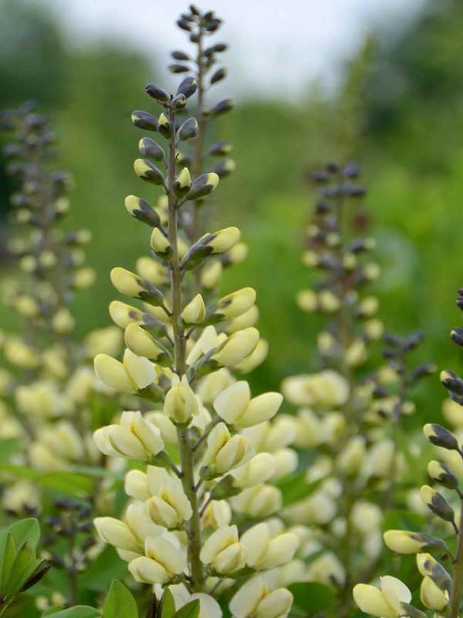 Baptisia image 4