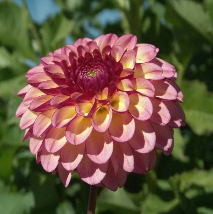 Dahlias