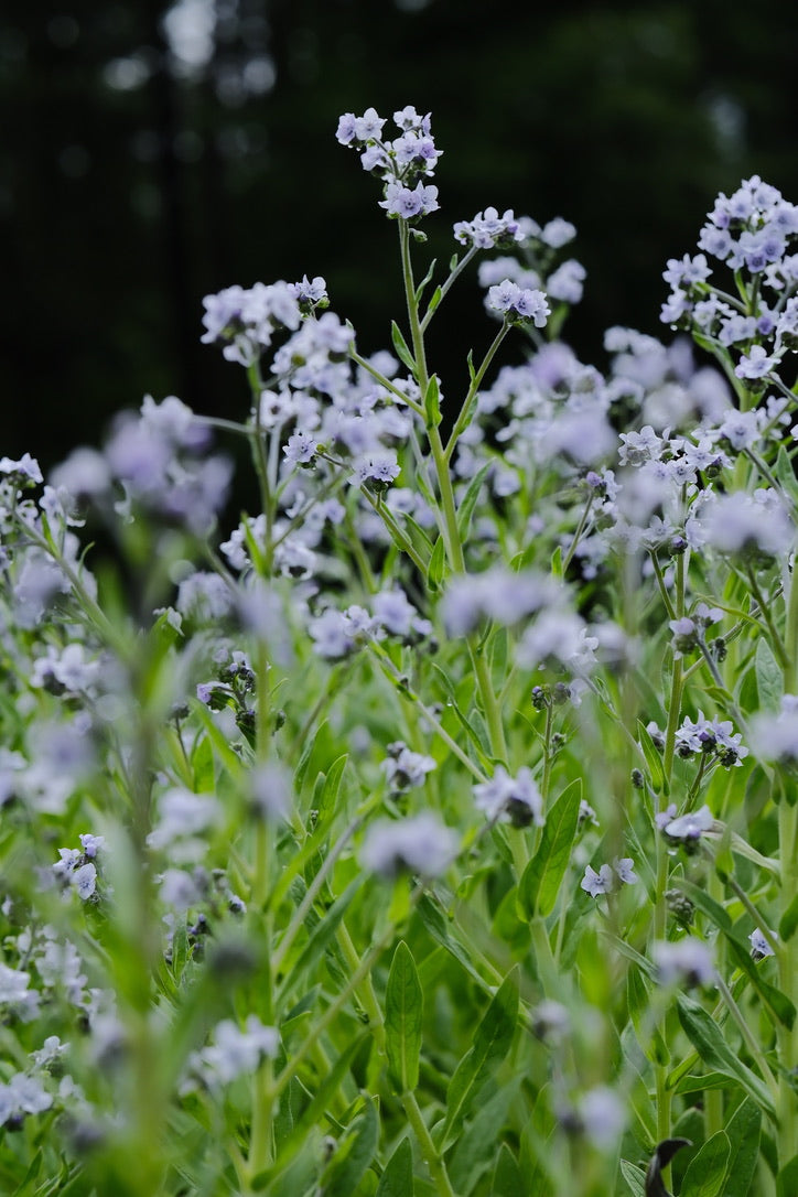 Forget-Me-Nots