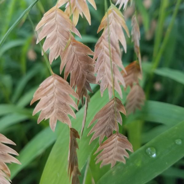 River Oats image 1