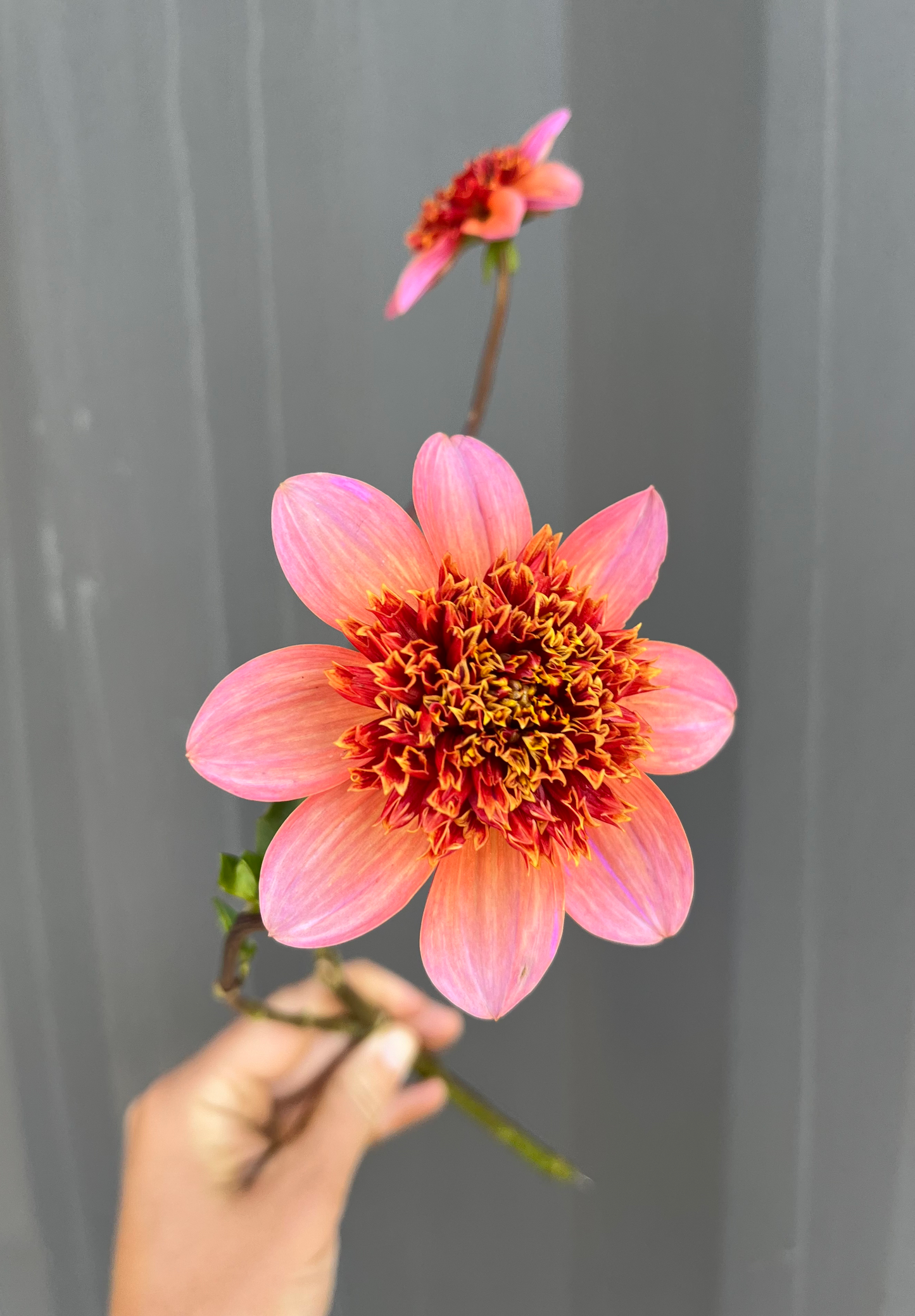 Dahlias - Oranges and Yellows image 3