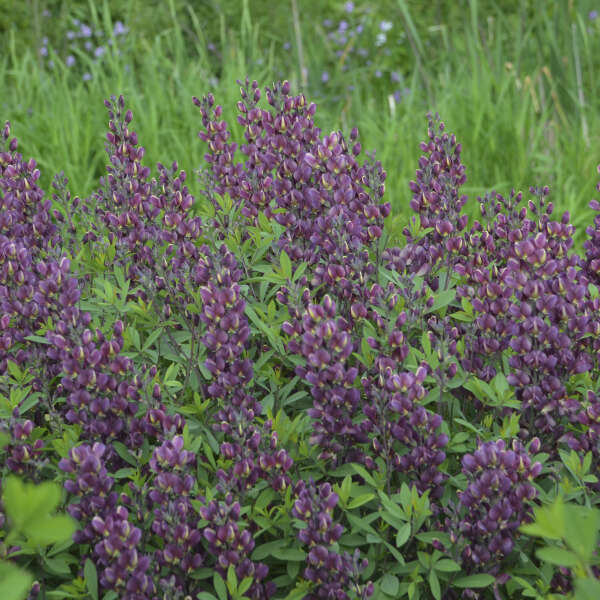 Baptisia image 5