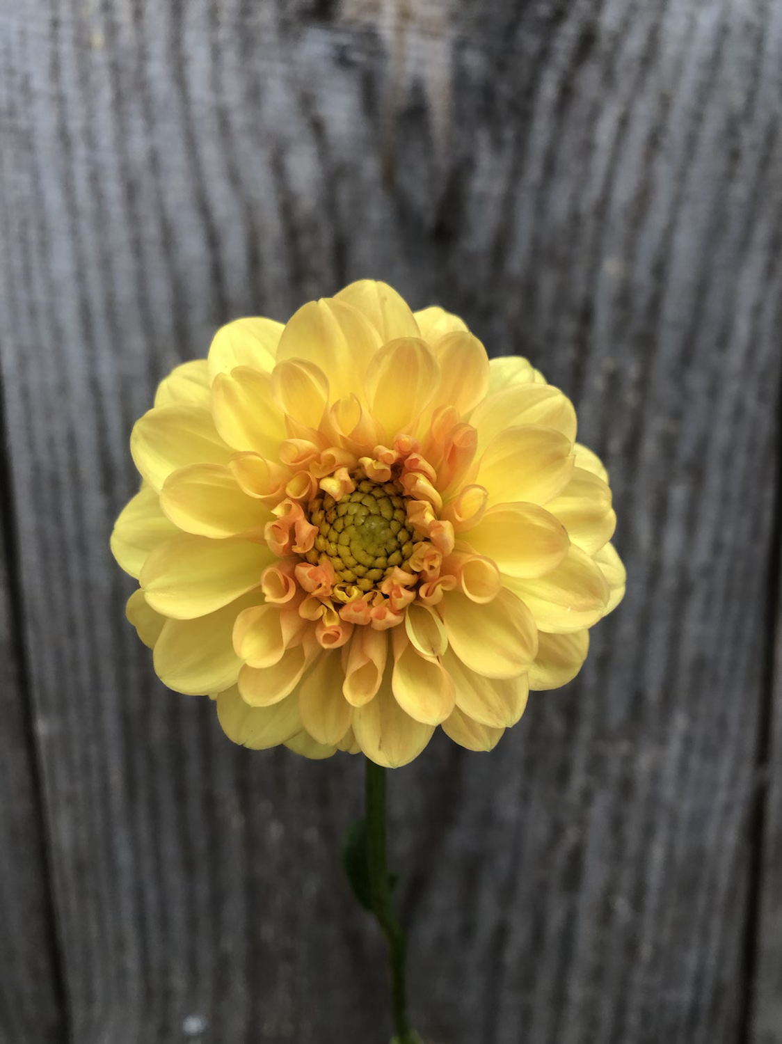 Dahlias - Oranges and Yellows image 0