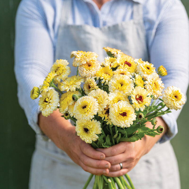 Calendula image 3