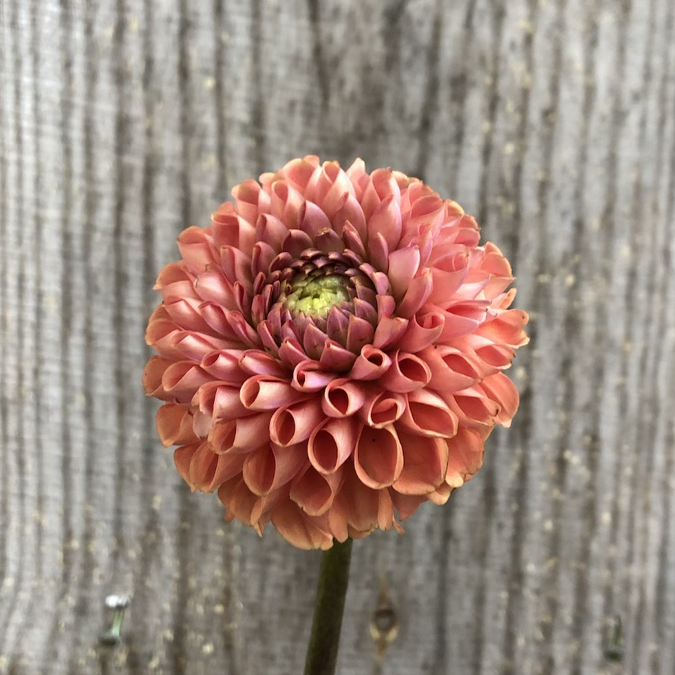 Dahlias - Oranges and Yellows image 2