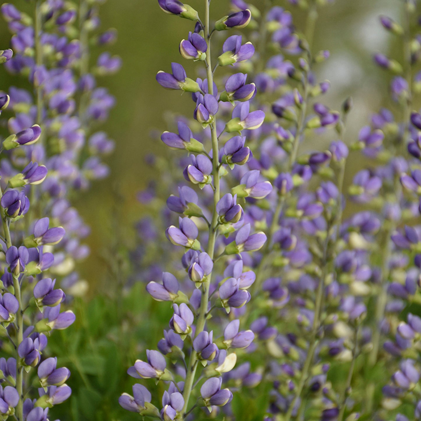 Baptisia image 6