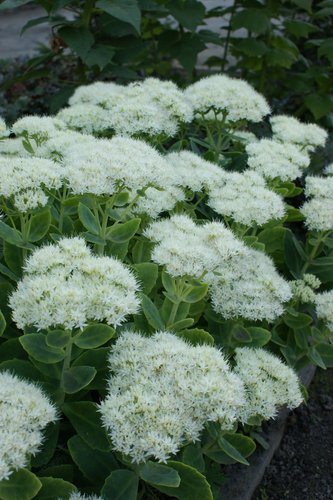Sedum image 3