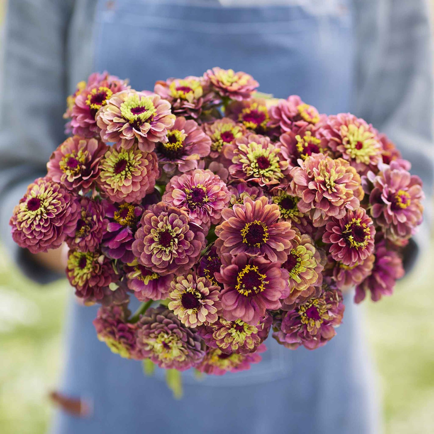 Zinnias image 3