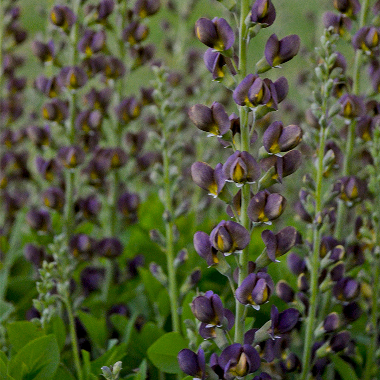 Baptisia image 7