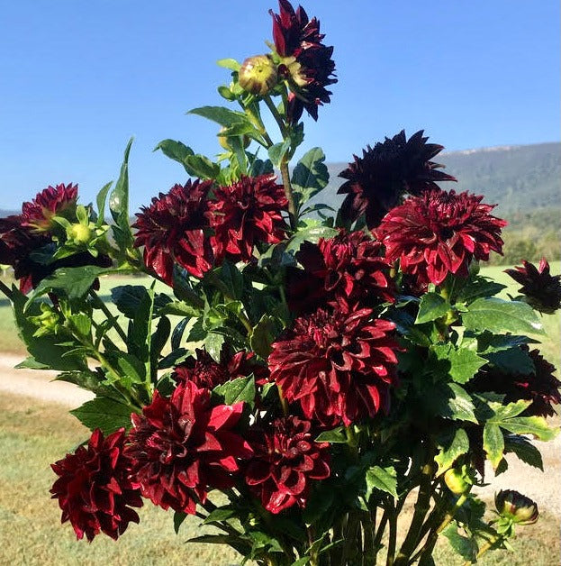 Dahlias