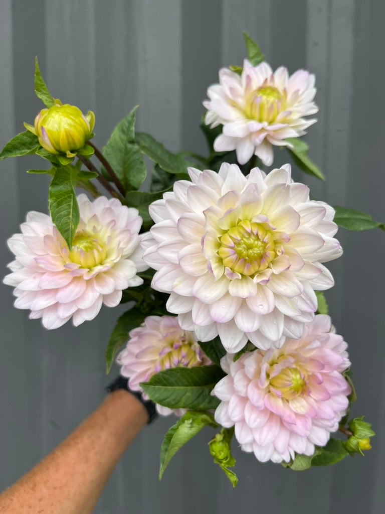 Dahlias