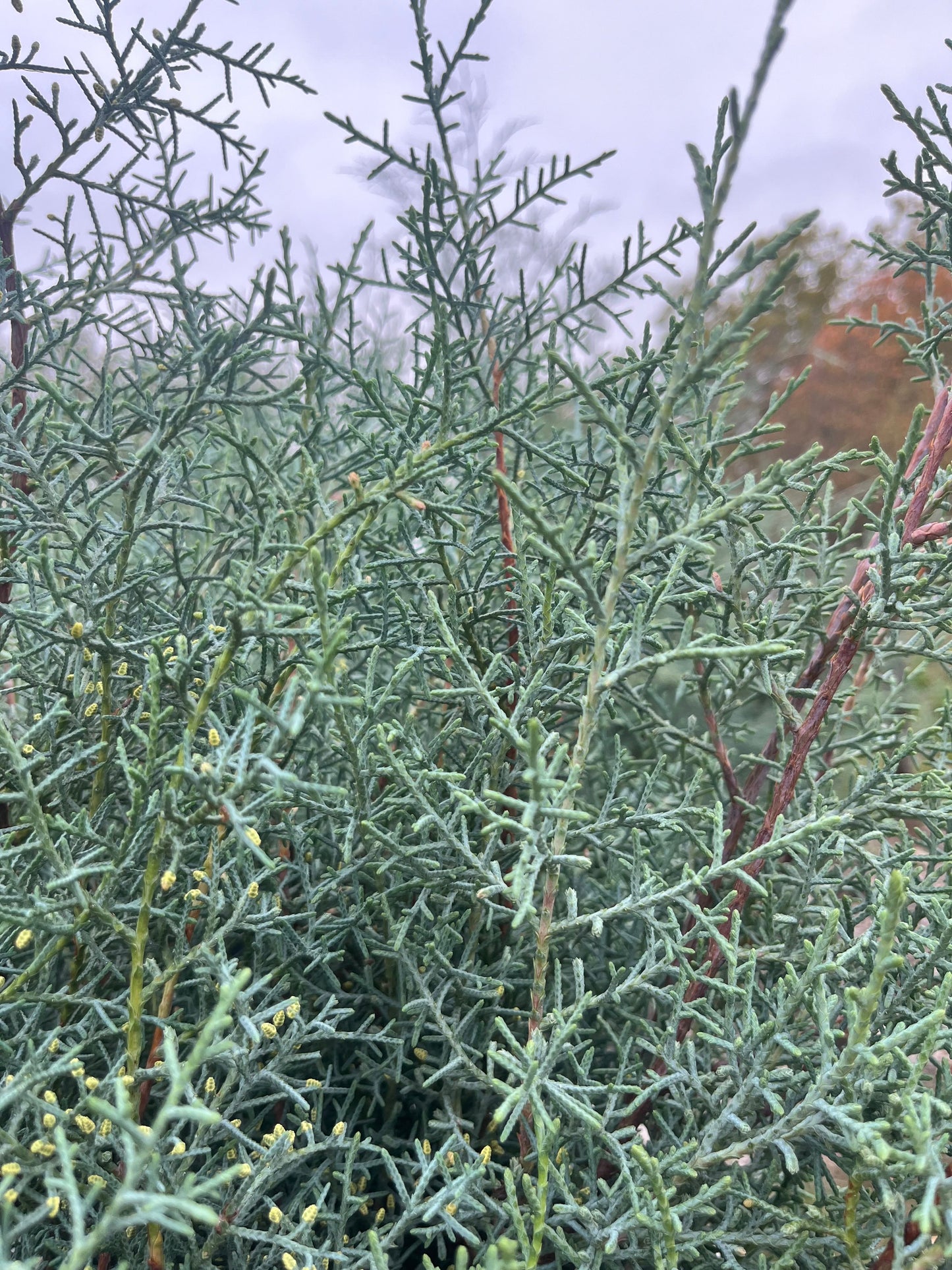 Carolina Sapphire Cypress