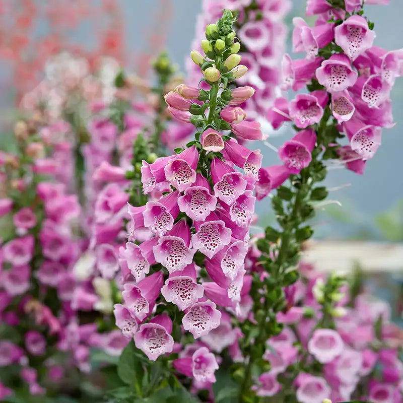 Foxglove