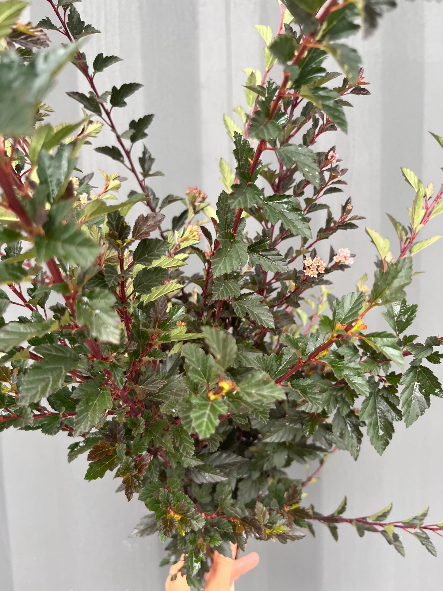 Ninebark image 0