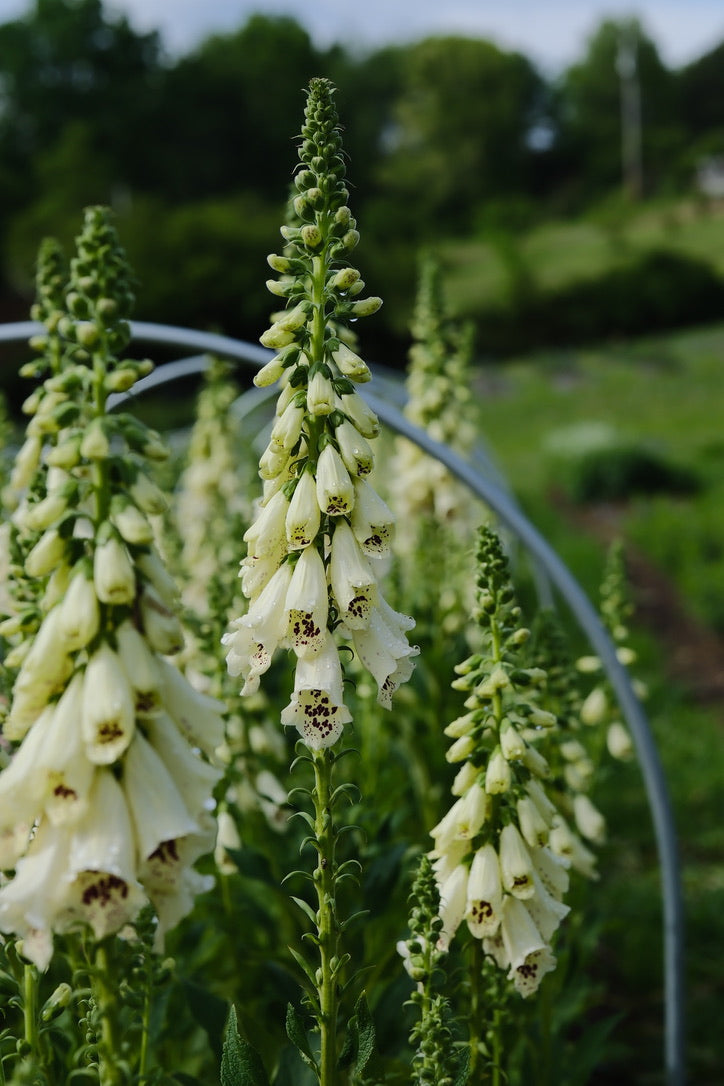 Foxglove
