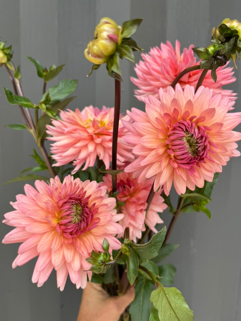 Dahlias