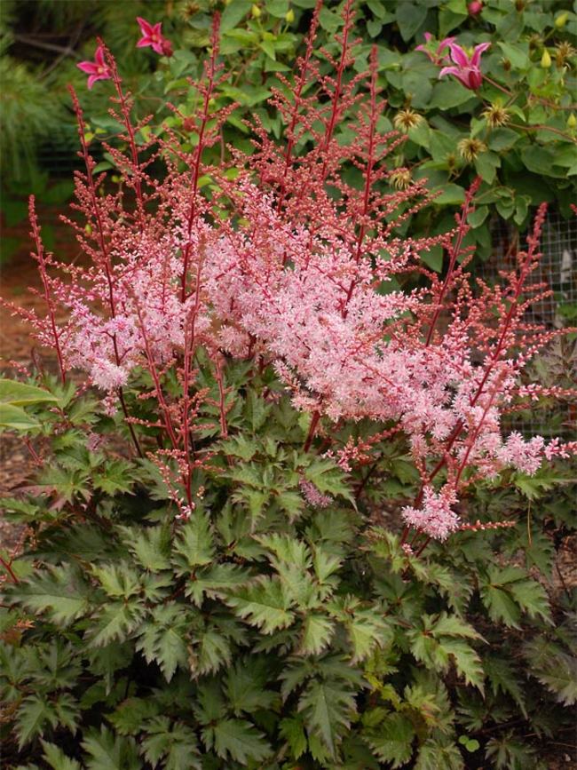 Astilbe