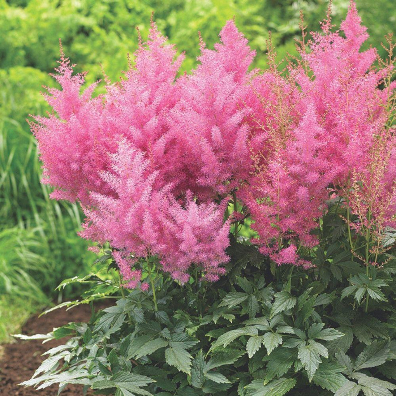 Astilbe