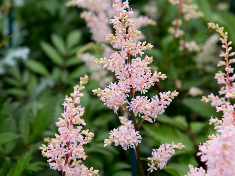 Astilbe