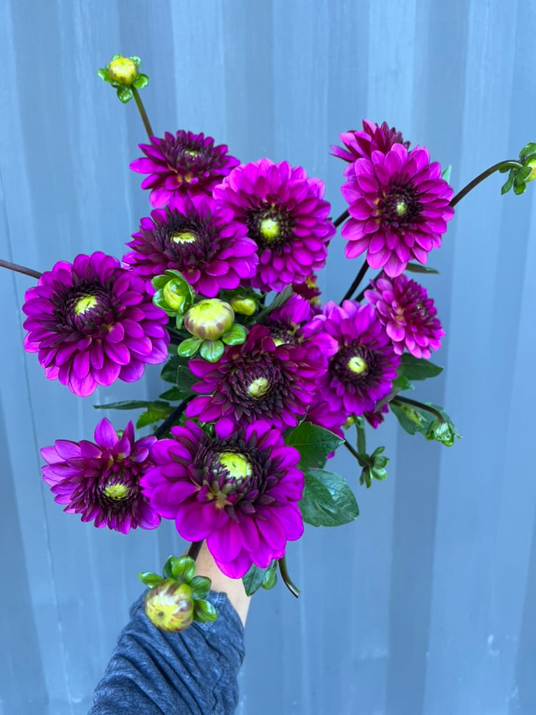 Dahlias