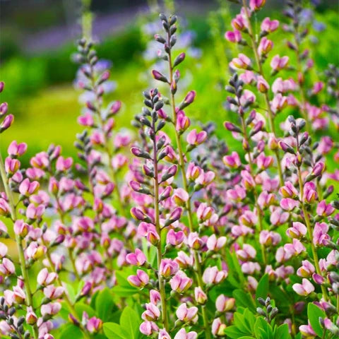Baptisia