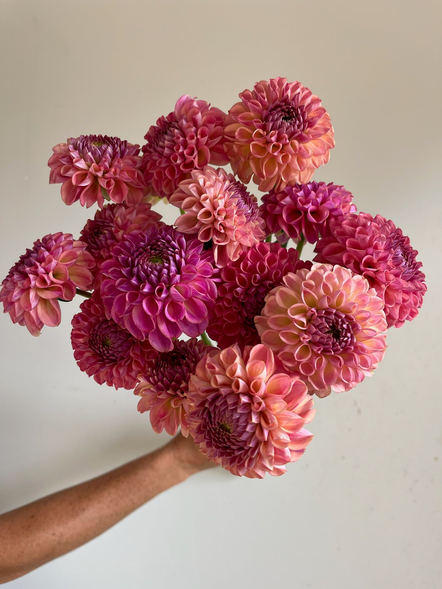 Caitlin's Joy Dahlia Tuber