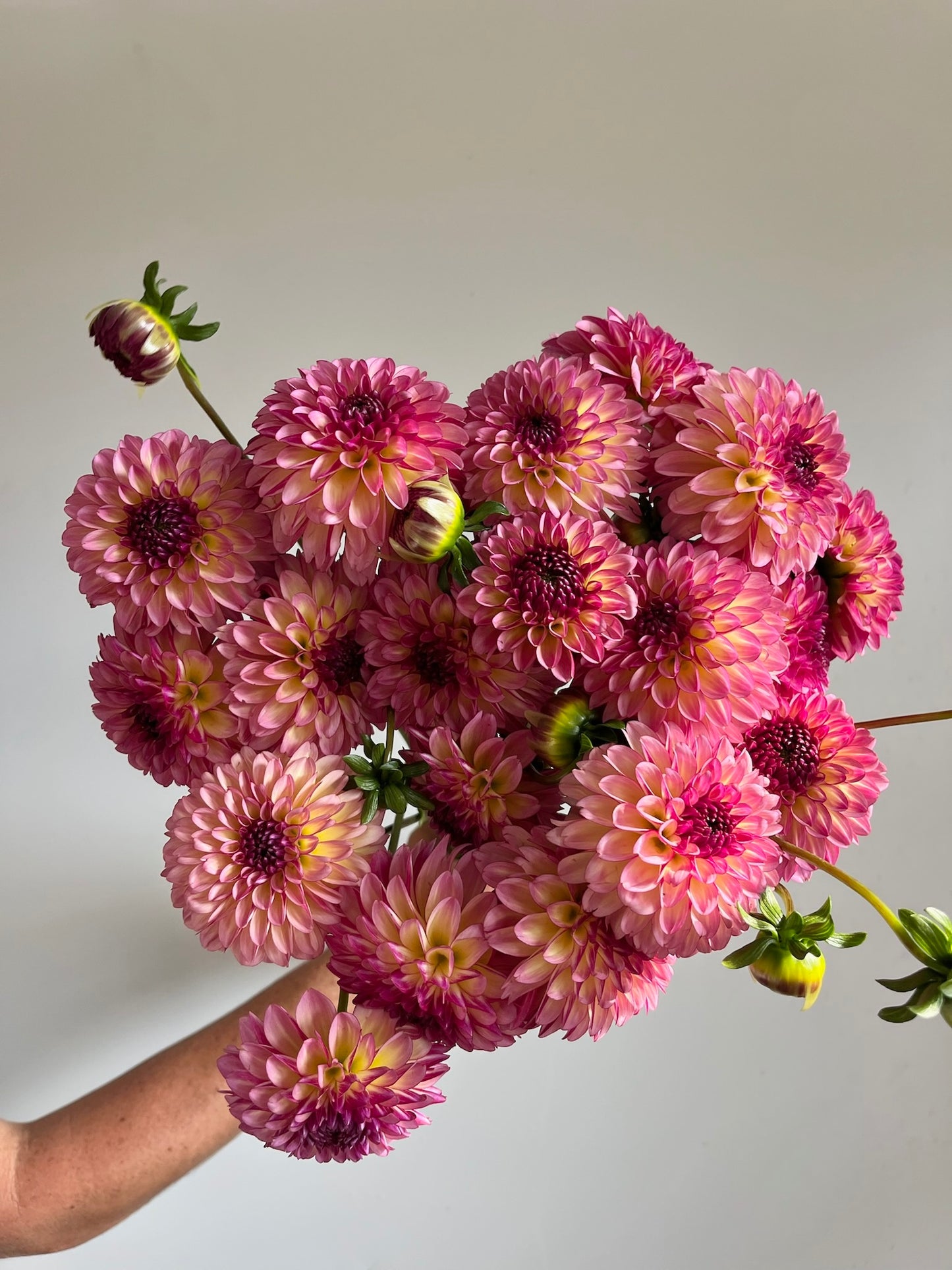 Foxy Lady Dahlia Tuber