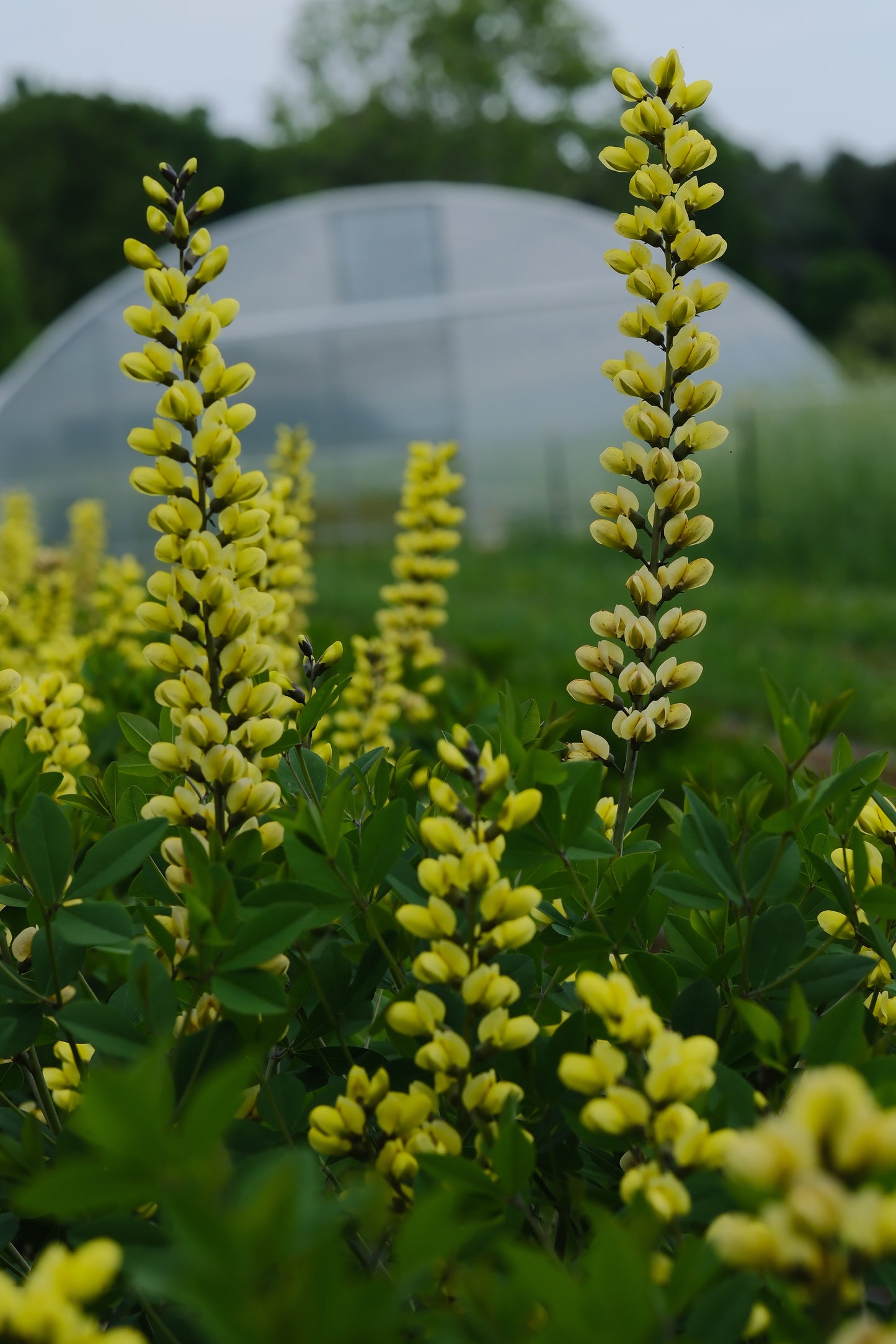 Baptisia