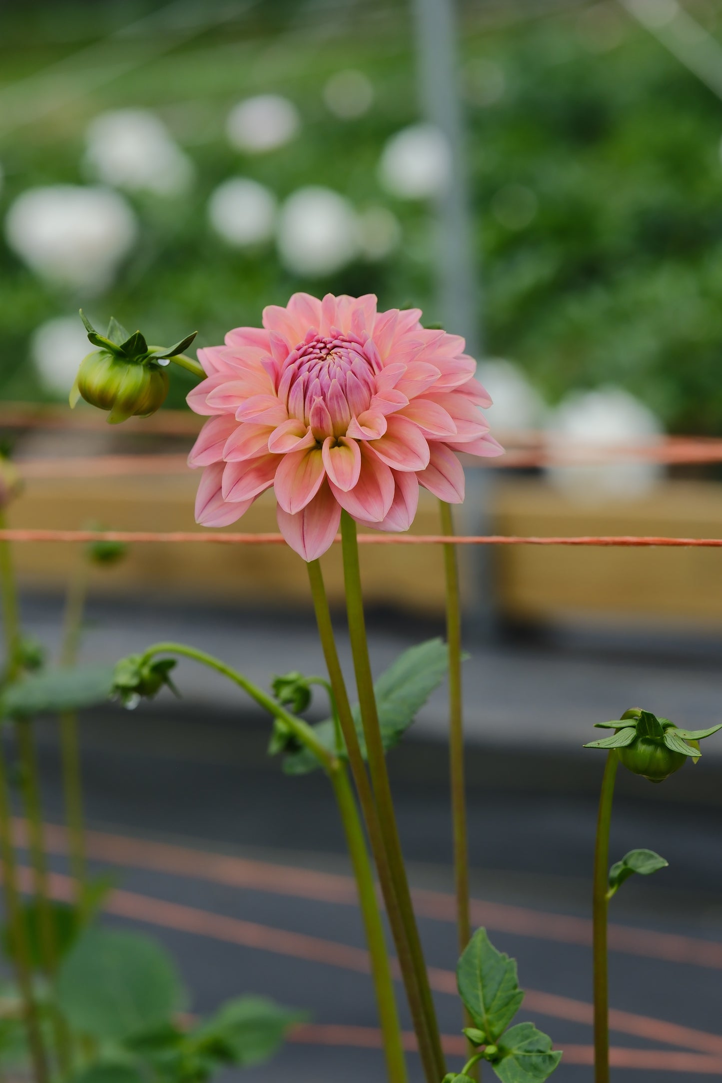 Dahlias