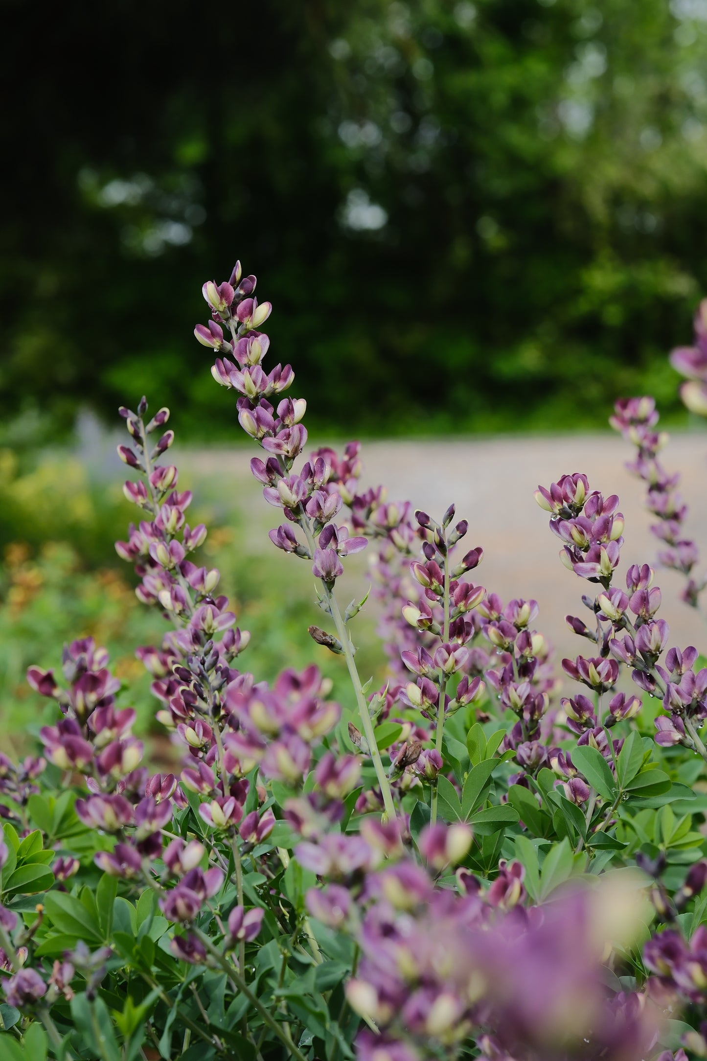 Baptisia