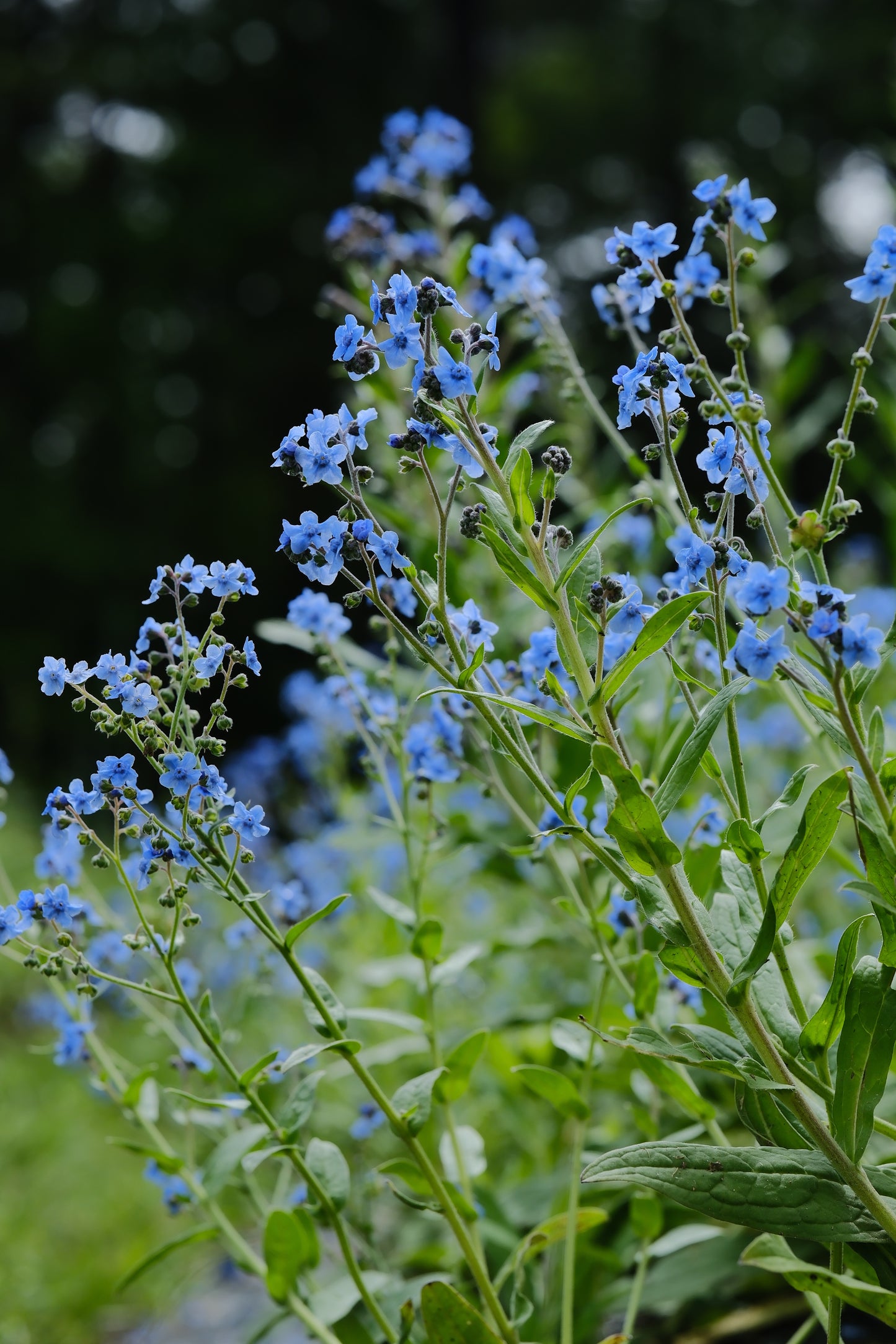 Forget-Me-Nots