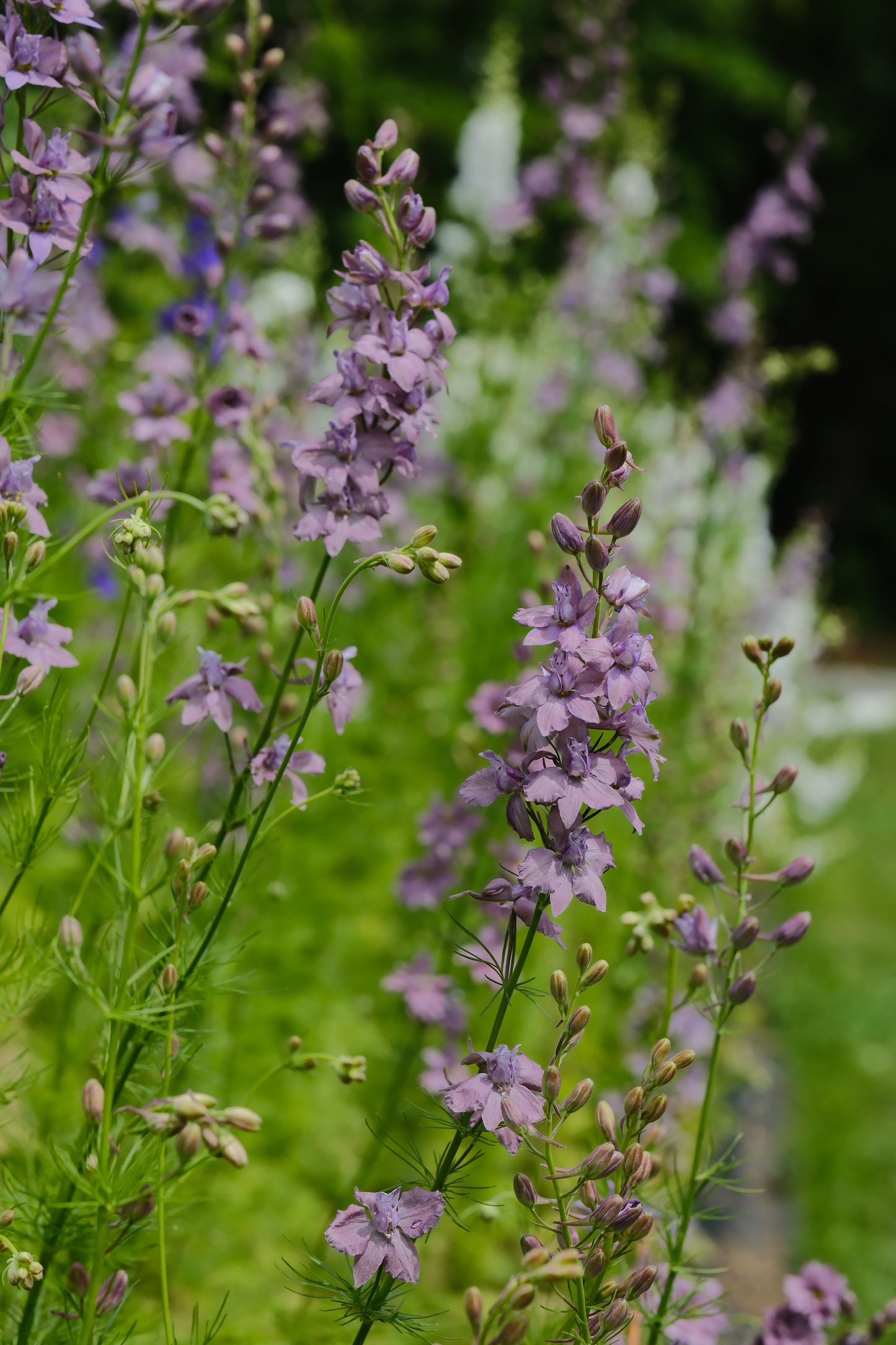 Larkspur