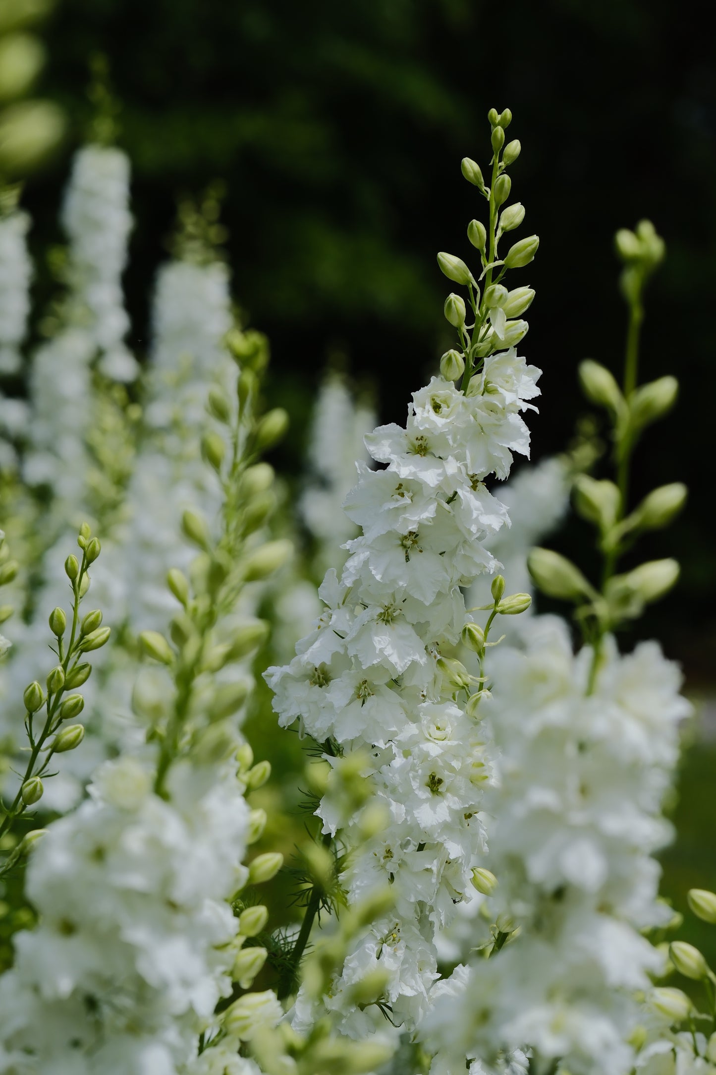 Larkspur
