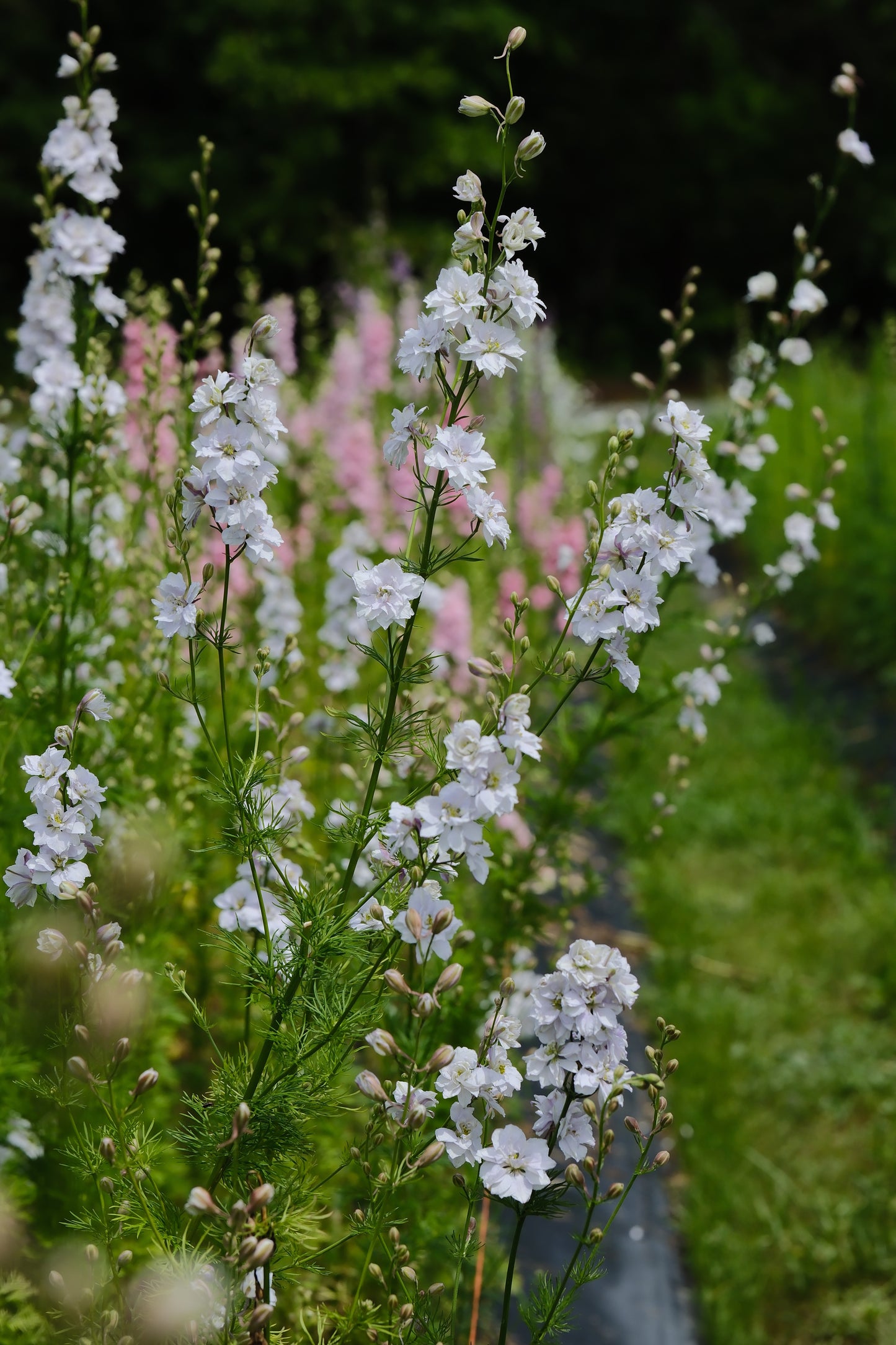 Larkspur