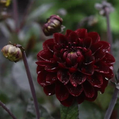 Dahlias