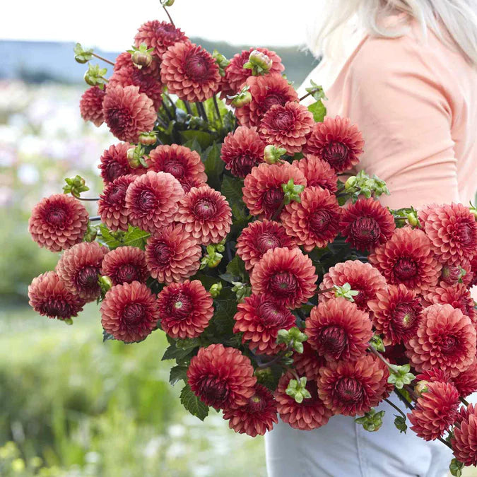 Dahlias