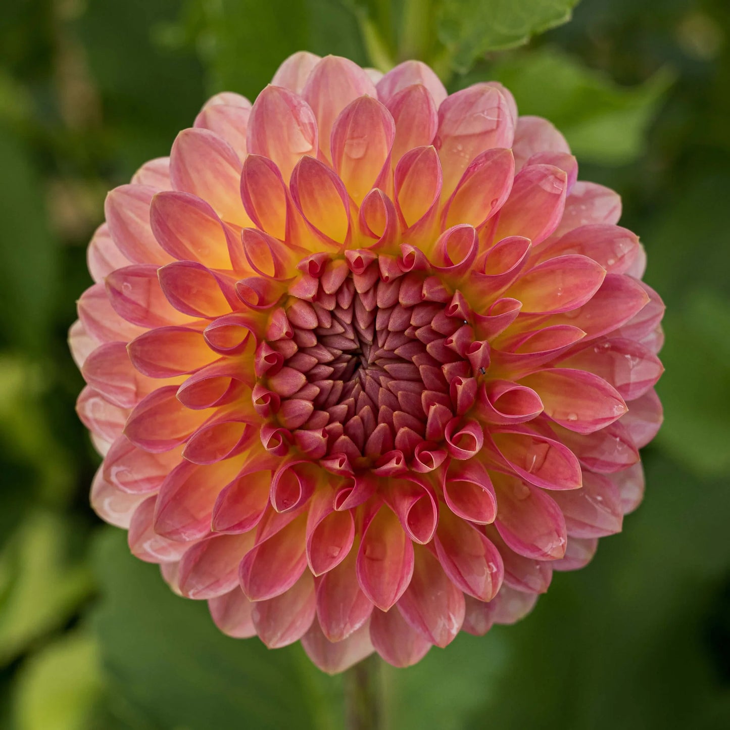 Dahlias