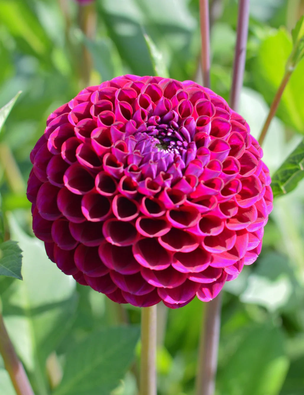 Dahlias