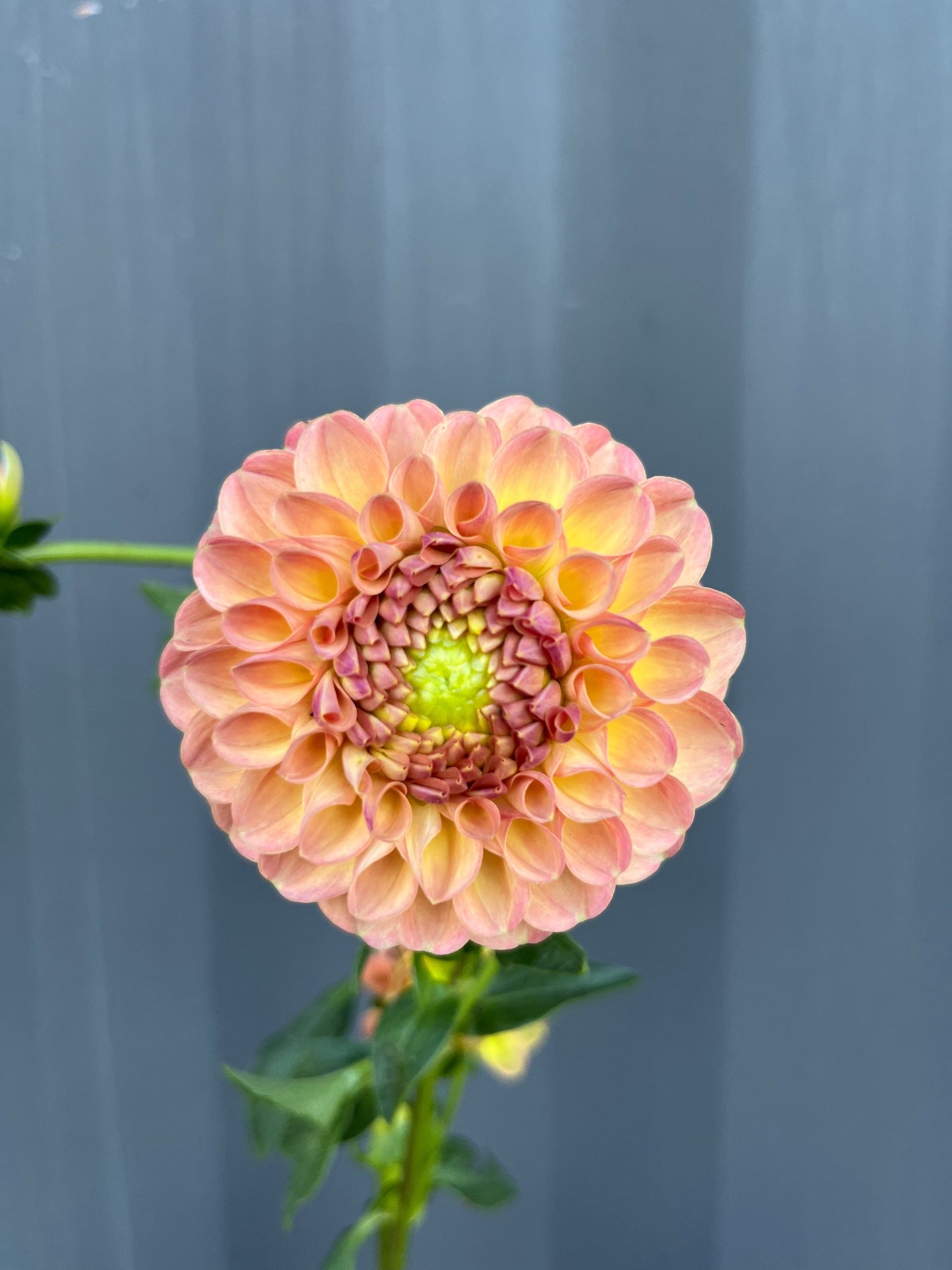 Dahlias