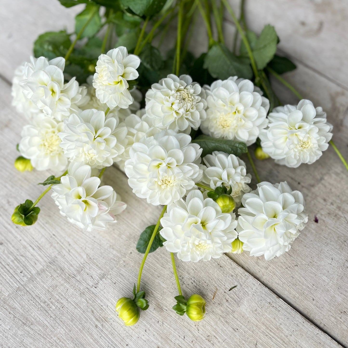 Dahlias