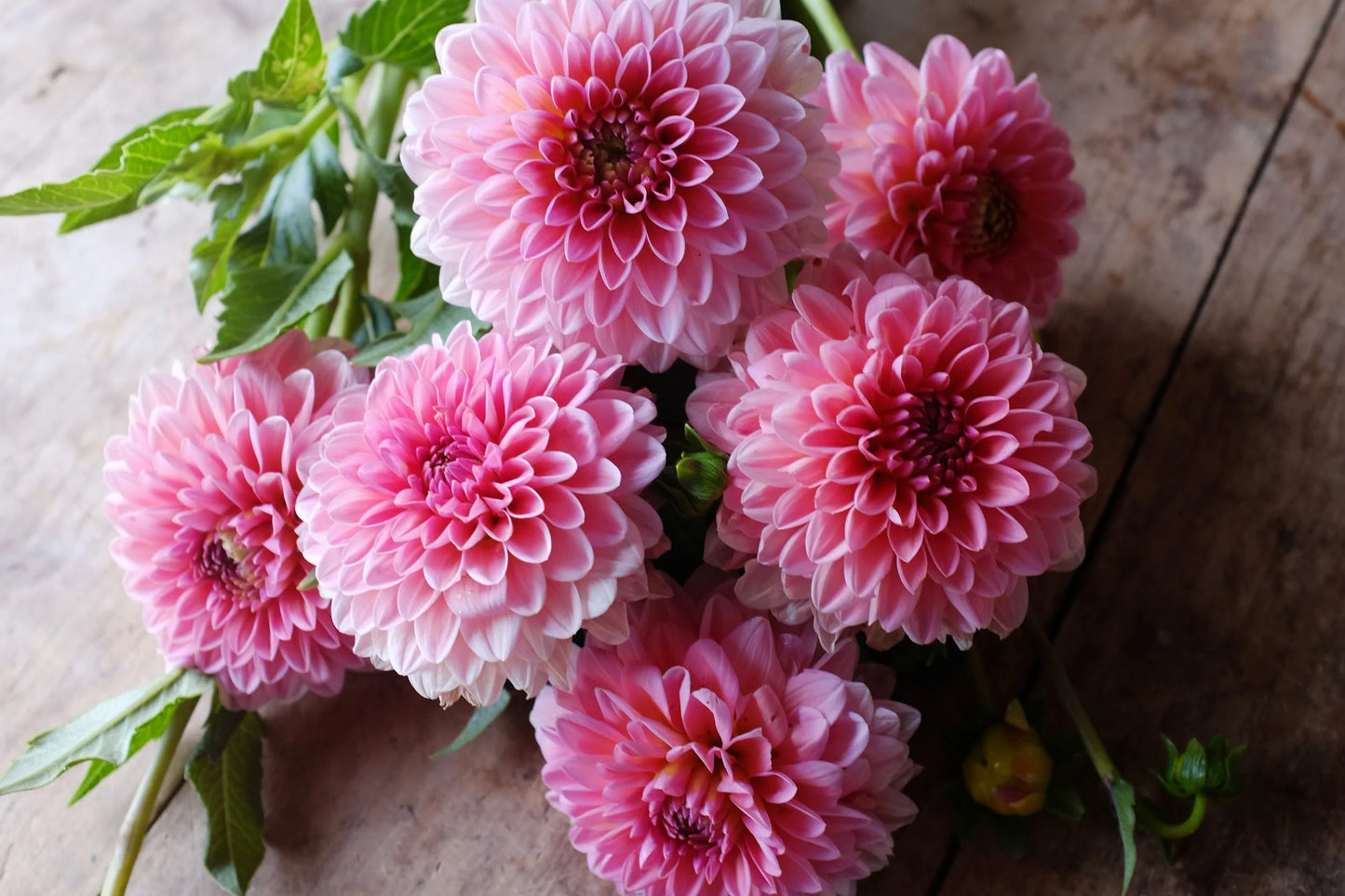Dahlias